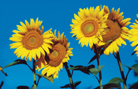 Biodiesel Fuel: Homegrown Oil Image